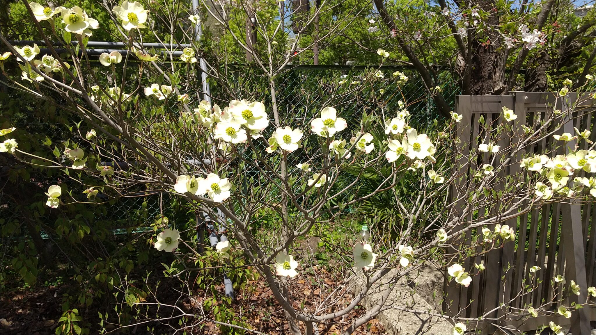 4月「礼儀」Be Polite　月訓にちなんだ聖書の言葉を紹介します。
